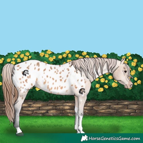 Horse Color:Bay Dun Tobiano Appaloosa 