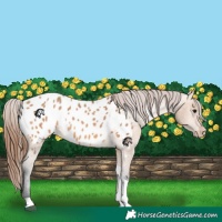Horse Color:Bay Dun Tobiano Appaloosa 