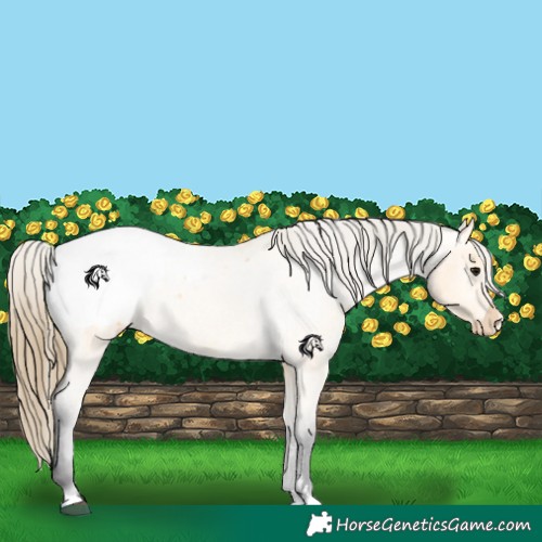 Horse Color:Buckskin Roan Appaloosa