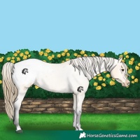 Horse Color:Buckskin Roan Appaloosa