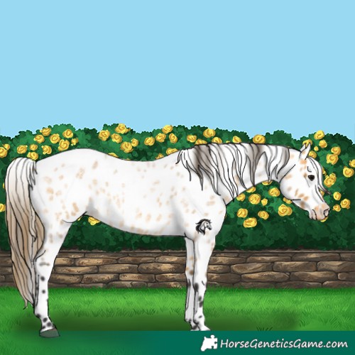 Horse Color:Buckskin Roan Appaloosa