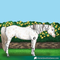 Horse Color:Buckskin Roan Appaloosa 