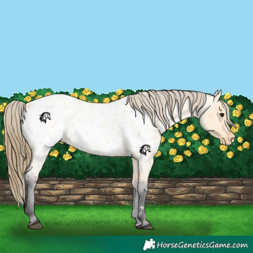 Horse Color:Buckskin Roan Appaloosa 