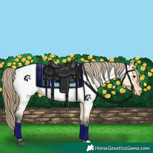 Horse Color:Buckskin Roan Appaloosa