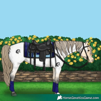 Horse Color:Buckskin Roan Appaloosa
