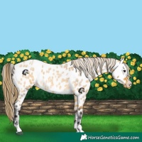 Horse Color:Buckskin Roan Appaloosa