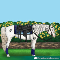 Horse Color:Buckskin Roan Appaloosa