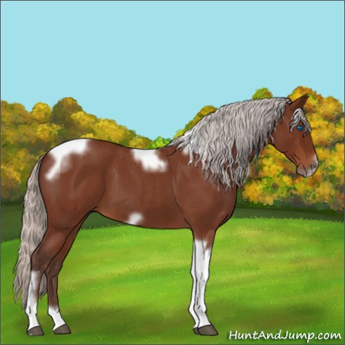 Horse Color:Silver Brown Roan Tobiano Frame