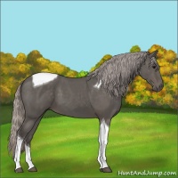 Horse Color:Silver Black Tobiano 