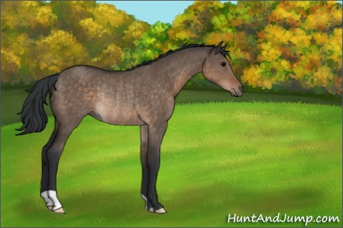 Horse Color:Brown Dun Rabicano 