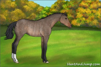 Horse Color:Brown Dun Rabicano 