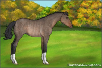 Horse Color:Brown Dun Rabicano 