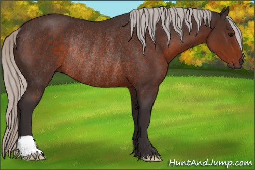 Horse Color:Silver Brown Rabicano