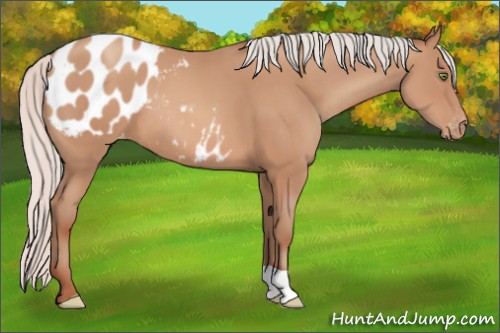 Horse Color:Silver Sable Champagne Blanket 