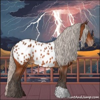Horse Color:Silver Brown Appaloosa 