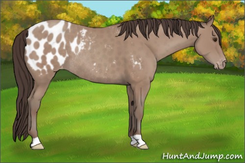Horse Color:Classic Champagne Appaloosa Rabicano 