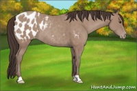 Horse Color:Classic Champagne Appaloosa Rabicano 