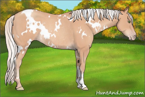 Horse Color:White Spotted Silver Amber Champagne Rabicano 
