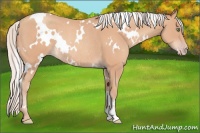 Horse Color:White Spotted Silver Amber Champagne Rabicano 