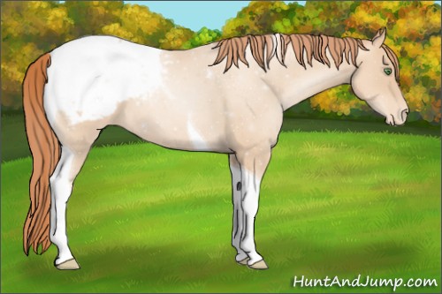Horse Color:Classic Champagne Pearl Tobiano Appaloosa 