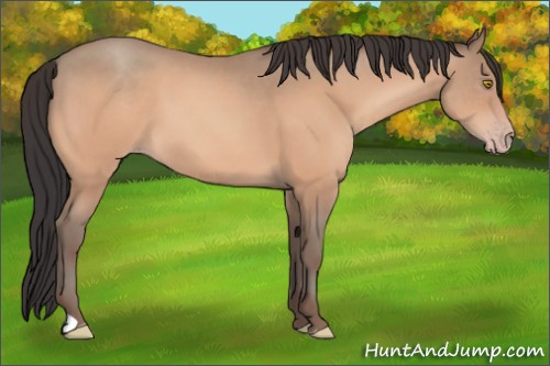 Horse Color:Amber Champagne
