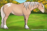 Horse Color:Silver Amber Champagne Appaloosa 