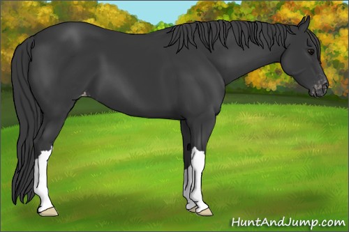 Horse Color:Black Appaloosa 