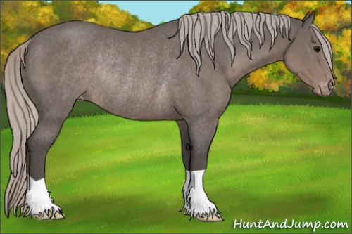 Horse Color:Silver Black Varnish Rabicano 