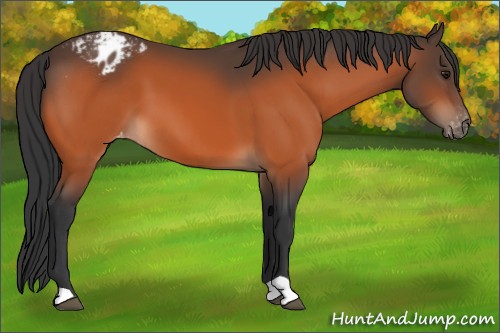 Horse Color:Bay Appaloosa 