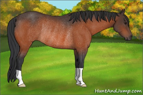 Horse Color:Brown Rabicano 