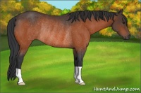 Horse Color:Brown Rabicano 