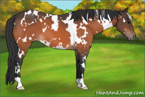 Horse Color:White Spotted Bay Appaloosa 