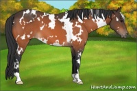 Horse Color:White Spotted Bay Varnish 