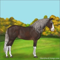 Horse Color:Silver Brown Splash 
