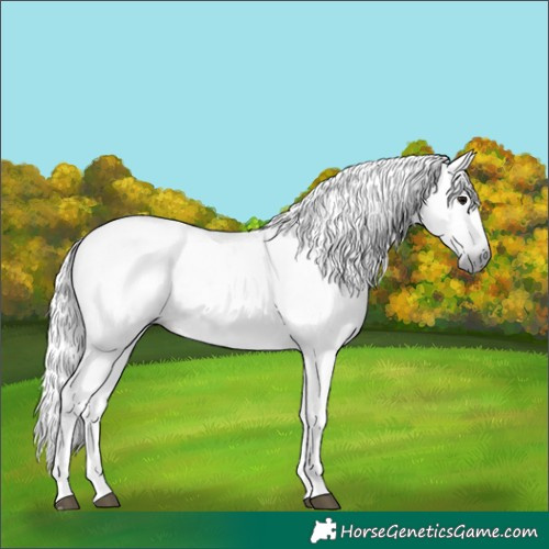 Horse Color:Gray Silver Black Tobiano