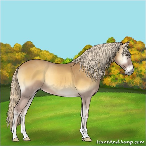 Horse Color:Palomino Roan Onyx 