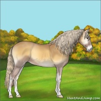Horse Color:Palomino Roan Onyx