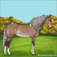 Horse Color:Silver Brown Dun Tobiano 