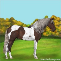 Horse Color:Silver Brown Tobiano 