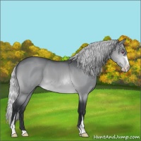 Horse Color:Silver Brown Chinchilla Sabino 