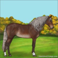 Horse Color:Silver Brown Rabicano 