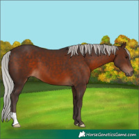 Horse Color:Silver Brown 
