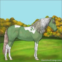 Horse Color:Watercolor Silver Black Tobiano