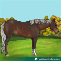 Horse Color:Silver Brown 