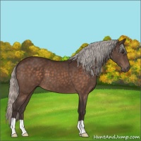Horse Color:Silver Brown