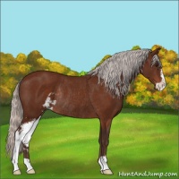 Horse Color:Silver Bay Sabino Rabicano 