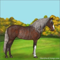 Horse Color:Silver Brown Rabicano 