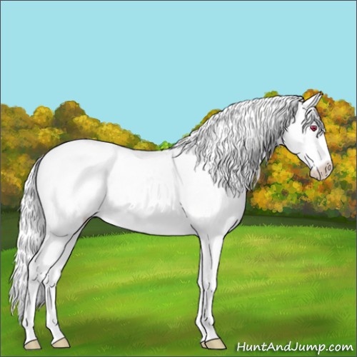 Horse Color:Liver Chestnut Chinchilla Sabino