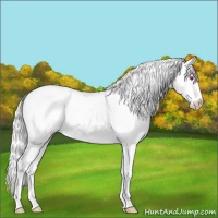 Horse Color:Liver Chestnut Chinchilla Sabino