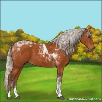 Horse Color:Silver Buckskin Tobiano 